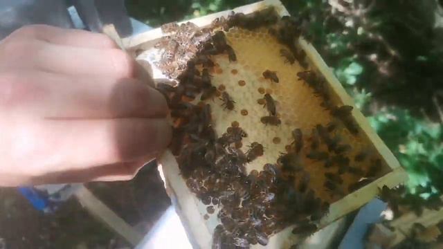 Результат ИО маток смотреть онлайн