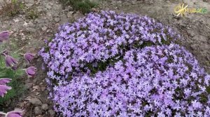 Блакитно-бузкова «подушка» ? Флокс шиловидний Emerald Blue