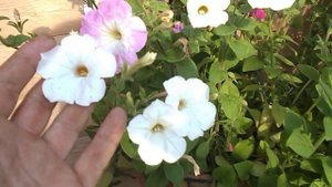 Викторианская Полуампельная Петуния Смесь Окрасок - Petunia English Victorian