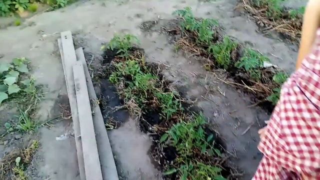 Удобрение томатов настоем золы :: Инструкция по применению