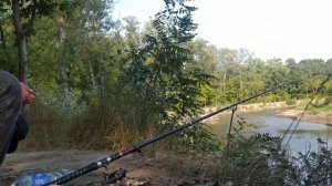 поймал усача на Сунже на куриную печень