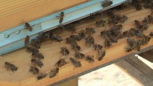 Профессор Кашковский про 16 рамочный улей