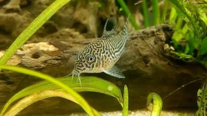 Corydora Juli Trilineatus hembra