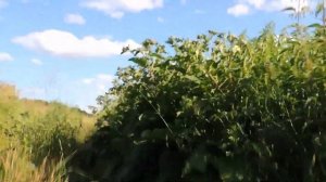 На мопеде Альфа Лесник по полю.