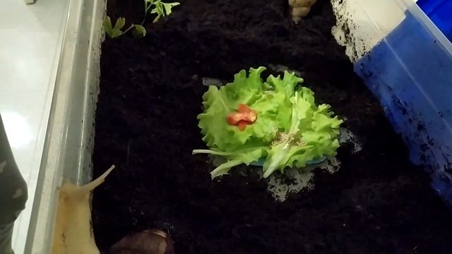 УБОРКА У УЛИТОК АХАТИН смотреть онлайн