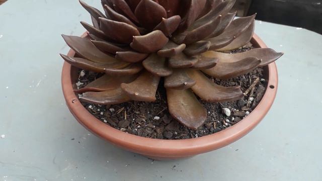 Aeonium Nobile +decapitação de Black Prince. смотреть онлайн