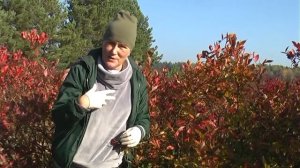 Как правильно подготовить голубику к зиме