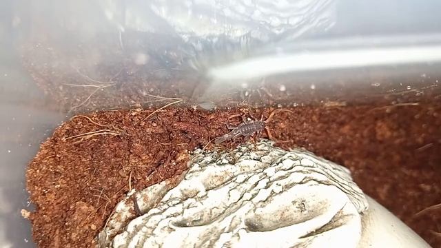 Содержание скорпиона ?( Lychas tricarinatus ) смотреть онлайн