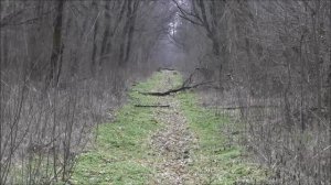 Русская гончая  Гул ВПКОС 4016/13, владелец Тарасов С.