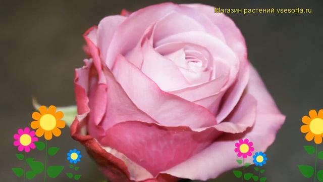 Роза чайно-гибридная Дип Ватер. Краткий обзор, описание характеристик, где купить Deep Water смотреть онлайн