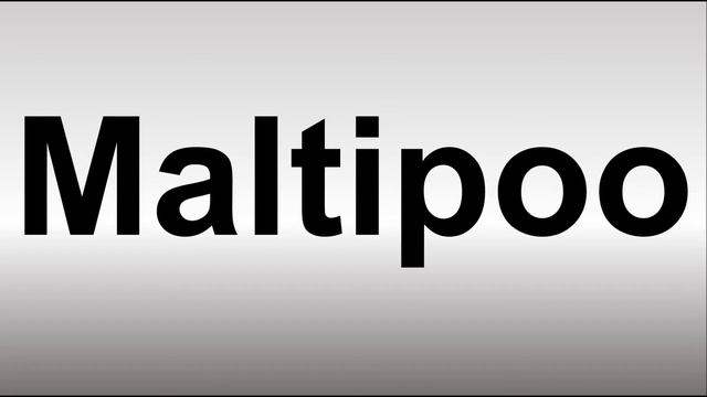 How to Pronounce Maltipoo