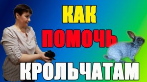 Как спасти крольчат. Искусственное вскармливание.