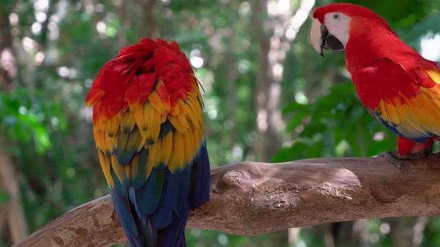 Очень Нежная, Трогательная, Изумительная Музыка Для Расслабления! Достаточно Просто ПОСЛУШАТЬ! ?