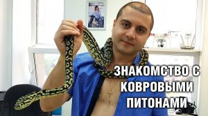 Ковровый питон Чейни – Знакомство и размеры