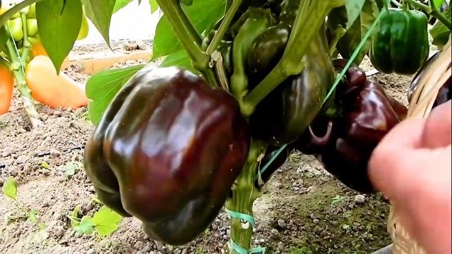 Перец сладкий Бочка шоколада F1 смотреть онлайн