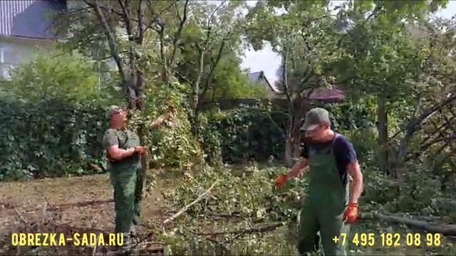 Услуги обрезки деревьев, кустарников и обработки от вредителей и болезней