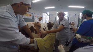Смещение сычуга у коровы влево. Хирургическое решение.