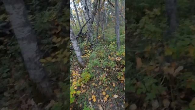 🇨🇦Как я пошла собирать грибы и ни одного не нашла)) смотреть онлайн