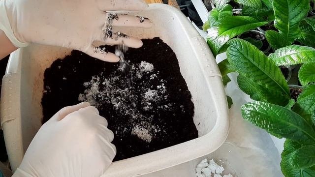 Эпифиллум. Размножение - это просто.