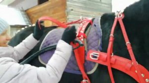 Евроупряжь, двуколка, декабрь 2022г. Минусинск #лошади #упряжка #прокат #конныйклуб #заливныелуга