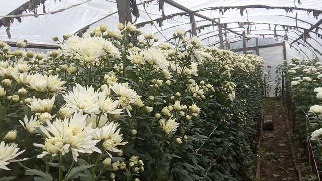 хризантема на продажу мелкоцветковая часть 8 смотреть онлайн