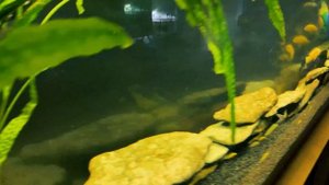 Цихлиды. Африканские цихлиды.