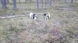 Гладкошерстные фокстерьеры