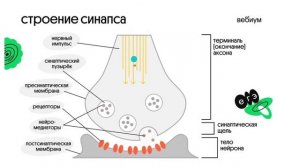 Синапс / Нерв жүйесі / рецепторлар оңай тілде