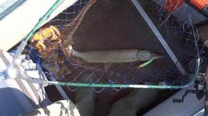 Рыбалка на озере Волго , пируэты щуки. красивая природа и отличная полянка.