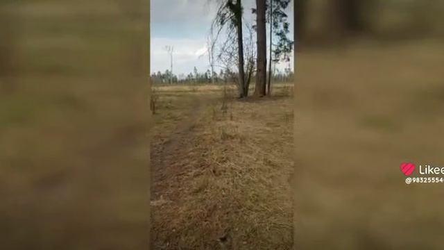 лес