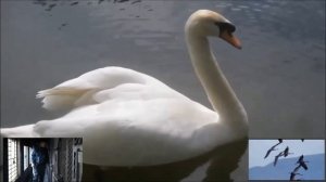 Безъязыков Олег — Белый лебедь