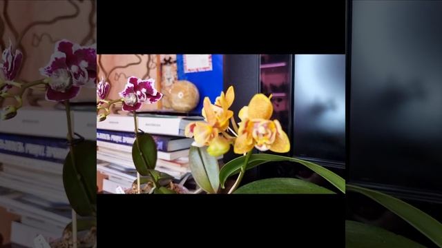 Phal. I-Hsin Smile Lucifer Орхидея от Pom Orchids Улыбка Люцифера. Цветение коллекции фаленопсисов