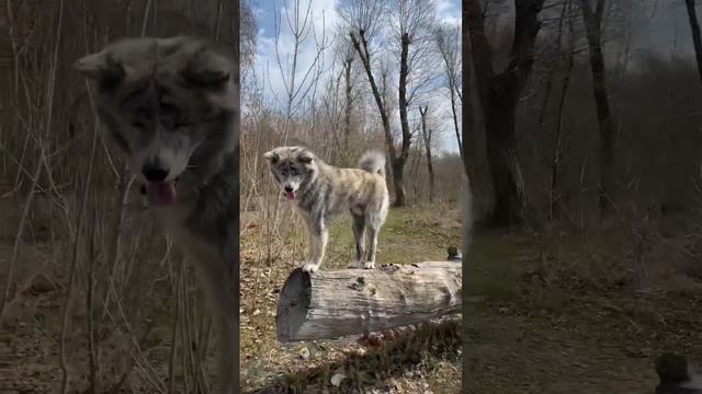 #akita #akitainu #wakai #brindle #dog #animal #dogs #funny #funnyvideo #doglover