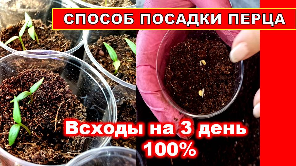 ПОСАДКА ПЕРЦА НА РАССАДУ! ПЕРЕЦ ВСХОДИТ НА 3 ДЕНЬ 100% РЕЗУЛЬТАТ! БМ