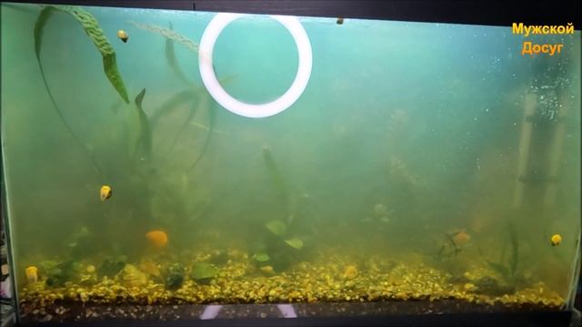 Лайфхак для аквариума. " Мутная вода". смотреть онлайн