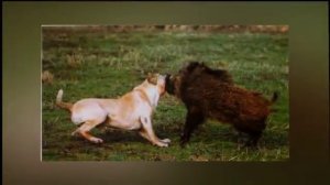 Собаки породы Фила бразилейро!