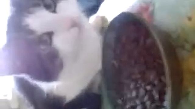 Кот Василий точит семечки :-) смотреть онлайн