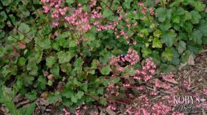 Heuchera 'Wendy'. (Wendy' Coral Bells). Gracefully sinewy, pink performer.