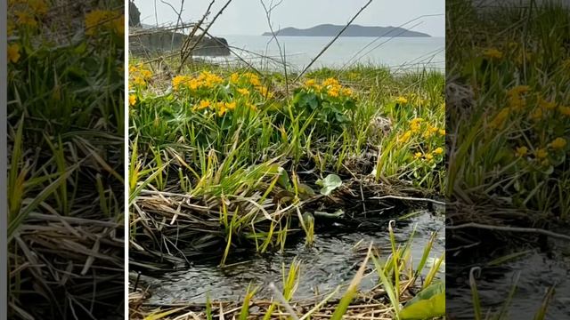 Море весной, ручей и цветы . п. Славянка, Приморский край, Хасанский район. Relaxing video.