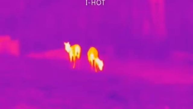 DALI S253 - www.TermovizeDALI.cz смотреть онлайн