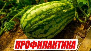 Профилактическая обработка арбуза