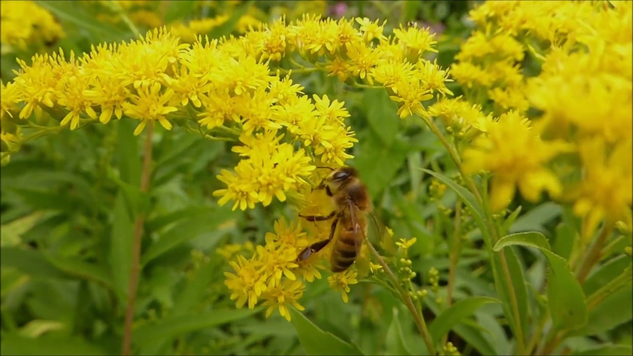 Горячее Ферментирование