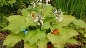 Хоста гибридная Ханибеллз (hosta khanibellz) ? Ханибеллз обзор: как сажать, луковицы хосты Ханибелл