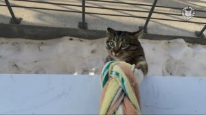 Животные - Спецназовцы)