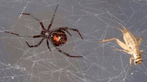 Кто такой #КАРАКУРТ, и почему его нужно бояться