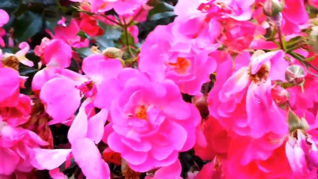 FLOWER CARPET PINK ROSE/SUMMER 2020