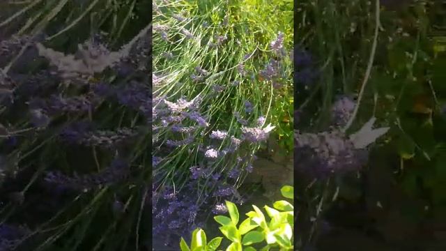 The Fragrant Lavender Flower Which is Famous for  Butterflies