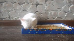 Как научить котенка ходить в туалет. Первые навыки гигиены
