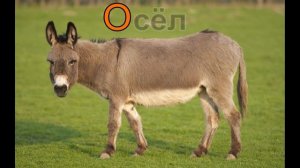 Названия животных - учим русский алфавит.