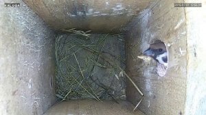 Полевой воробей и его жильё.  1 часть.